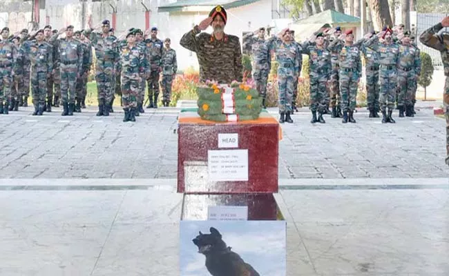 Army Paid Rich Tribute To Canine Warrior Zoom Died Fighting Terrorists - Sakshi