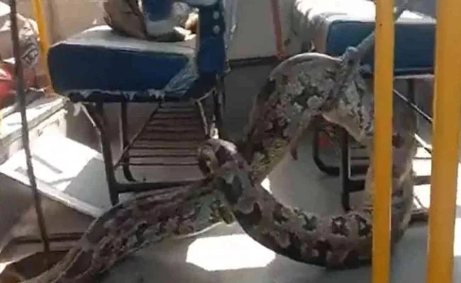 Shocking Video Of Giant python found inside school bus in Raebareli - Sakshi
