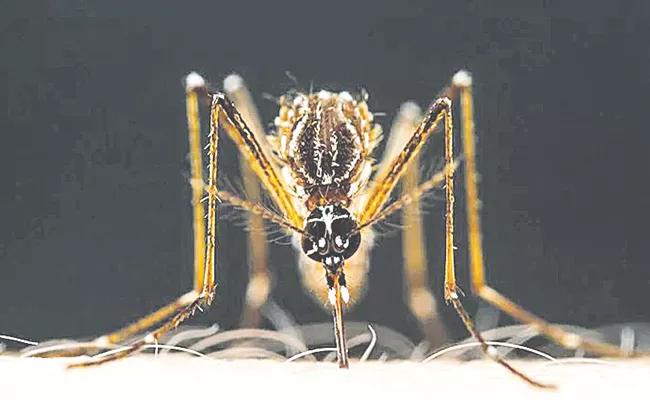 Mosquito is attracted to you have to do with sight and smell - Sakshi