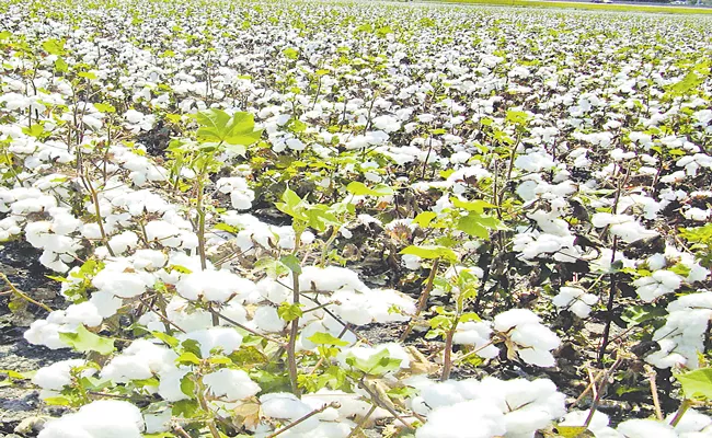 Telangana Agriculture Department Preparations For Cotton Cultivation In Yasangi - Sakshi