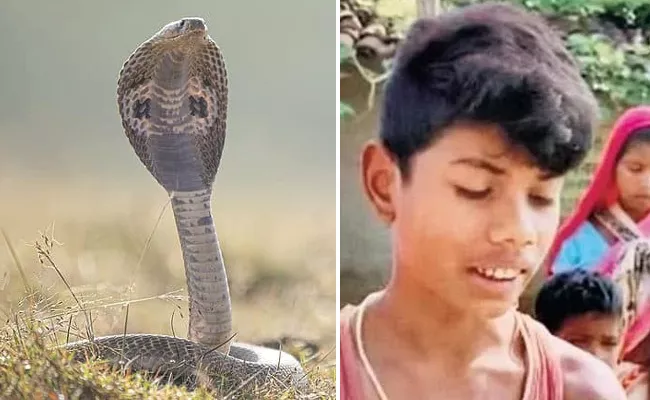 8 Year Old Boy Bit Hard Twice Cobra To Death In Chhattisgarh - Sakshi
