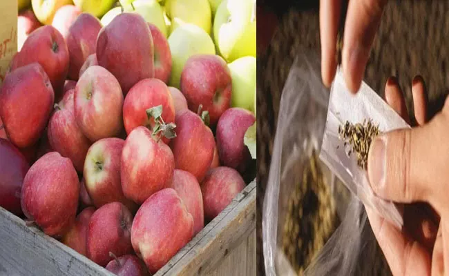 Hyderabad: Charas Drug Smuglling In Apple Box - Sakshi