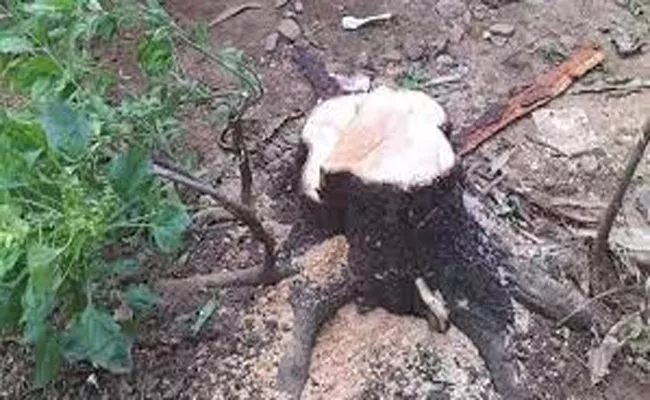 Sandalwood tree stolen from Odisha Raj Bhavan premises - Sakshi
