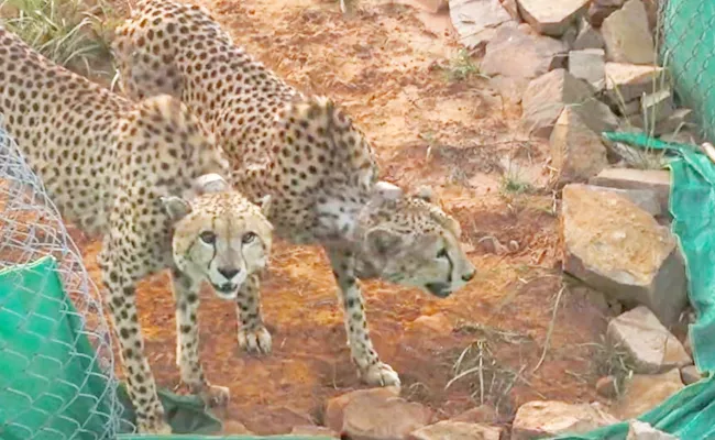 Two male cheetahs at Kuno make their first kill within 24 hours - Sakshi