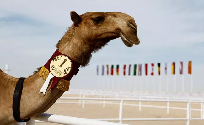 Not just FIFA Qatar Is Also Hosting A Beauty Contest For Camels - Sakshi