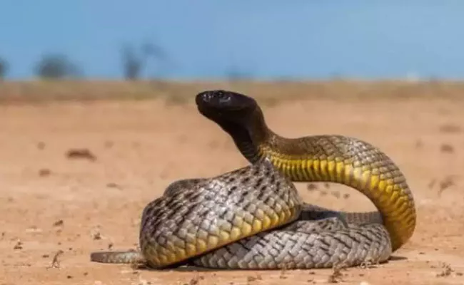 Inland Taipan Most Venomous Snake Its Single Bite Can Kill Over 100 People - Sakshi