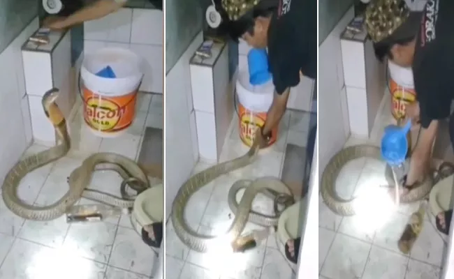 Viral Video: Man Fearlessly Washing The Snakes Body As Puppy Bathing - Sakshi