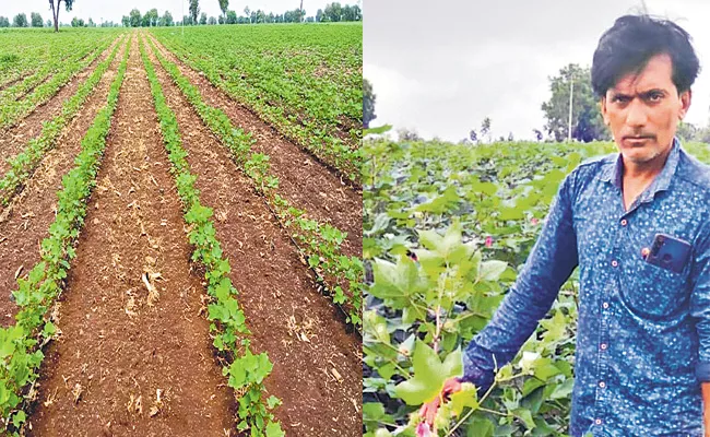 Adilabad Farmer Cultivate Amrut Cotton Get 20 Quintal Per Acre - Sakshi