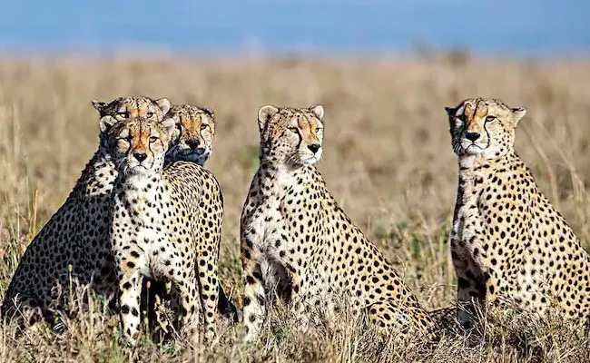 Second Batch Of 12 Cheetahs Likely To Arrive At Kuno This Month - Sakshi