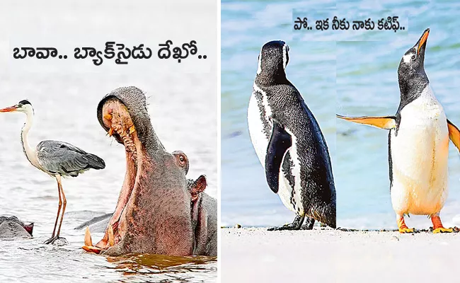 Comedy Wildlife Photography Awards 2022 Funny Viral Pics - Sakshi