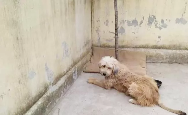 Jammu Rajouri Terror Attack: Pet Dog Micheal Saved Few Life - Sakshi