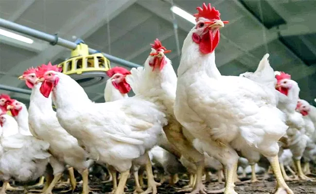 Chicken Prices Gone All Time High In Pakistan - Sakshi