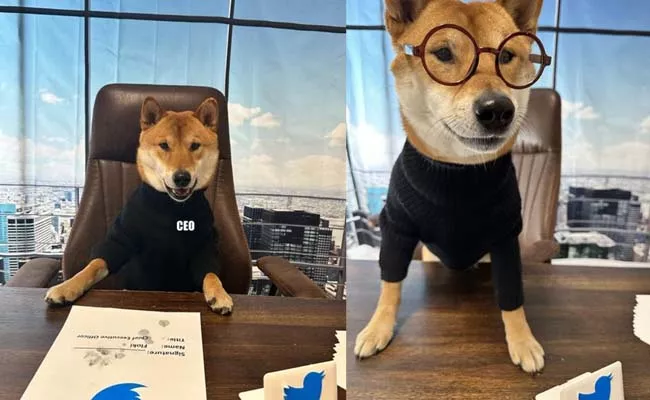 Elon Musk Announced his Pet Dog Floki as New CEO of Twitter users fire - Sakshi