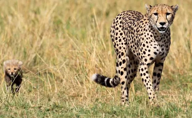 12 More Cheetahs Coming From Namibia To India - Sakshi