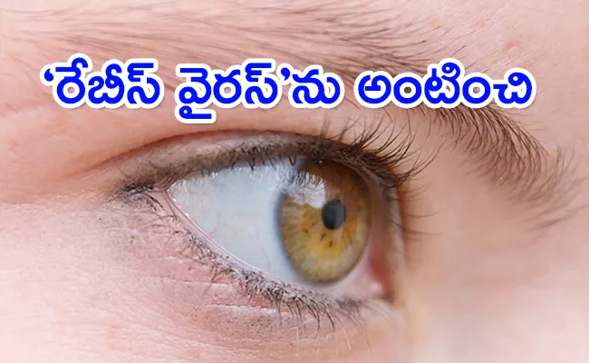Health:Lab Grown Retina Can Make Successful Connection Says Scientists - Sakshi