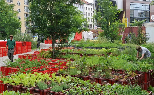Germany: Urban Organic Farming In Berlin Interesting Facts - Sakshi