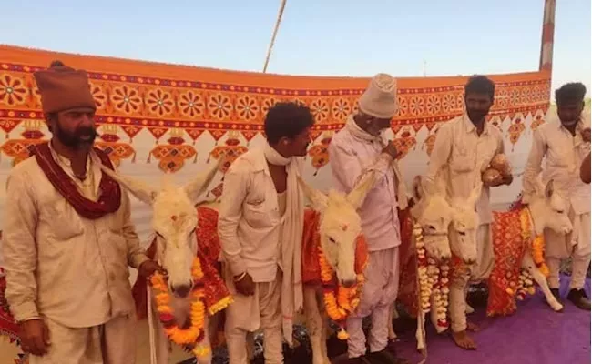 Seemantham For Donkeys In Rajkot Gujarat - Sakshi