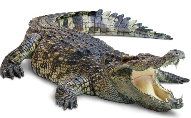 Crocodile Spotted At Sriram Sagar VIP Pushkar Ghat - Sakshi
