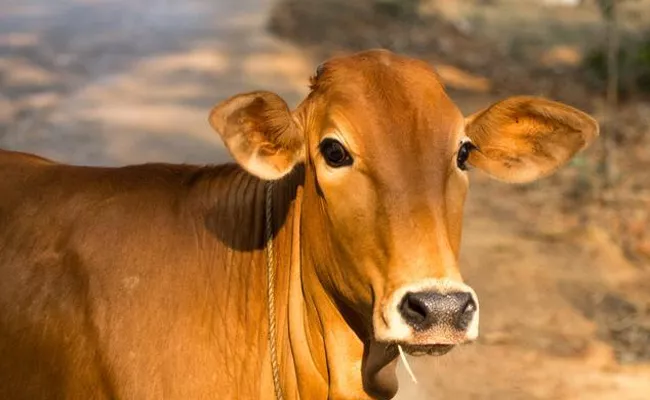 February 14 To Be Celebrated as Cow Hug Day - Sakshi