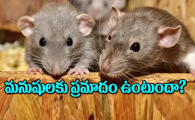 New Study Found New Yark City Rats Can Carry Covid19 Variants - Sakshi
