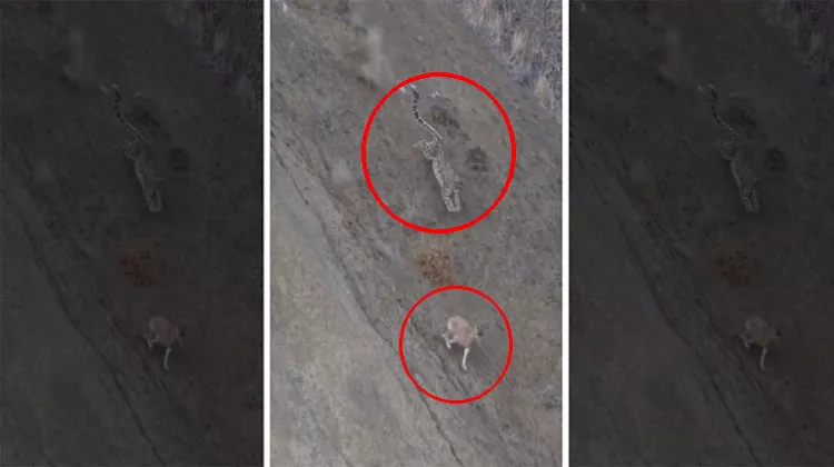Viral Video Snow Leopard Hunts Urial In Ladakhs Rough Terrain