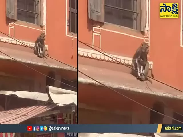 Viral Video Monkey Taking Away Puppy In Jaipur