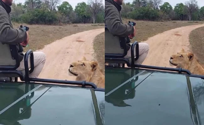 Lion Sees Man In Jeep See What Happens Next Video Viral - Sakshi