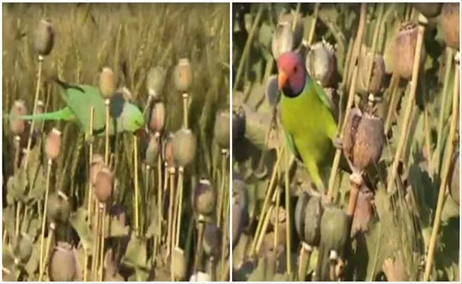 Parrots Fly away With Large Quantity Of Opium In Madhya Pradesh - Sakshi