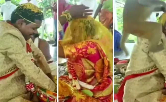 Bride And Groom Performing Wedding Ritual Suddenly Attack Monkey - Sakshi