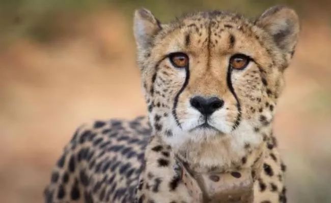 Kuno National Park: One Of 8 cheetahs Brought From Namibia Dies - Sakshi
