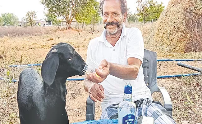 Goat Drinks Alcohol From Owner At Yadadri - Sakshi