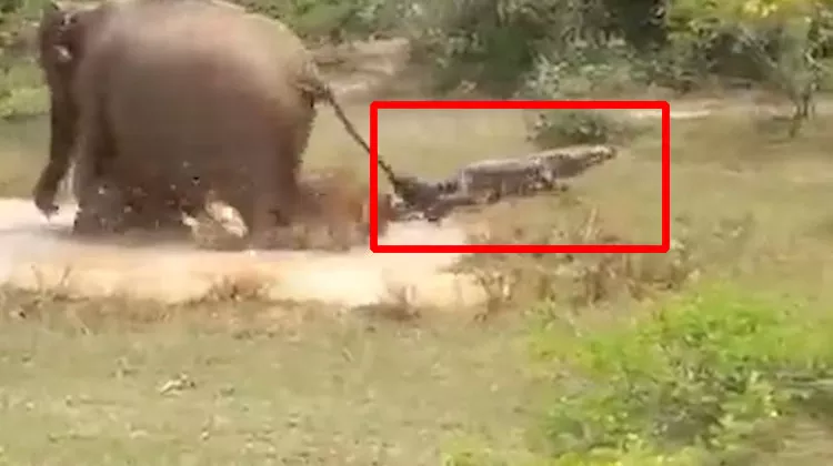 Viral VIdeo Mother Elephant Save Her Baby From Crocodile