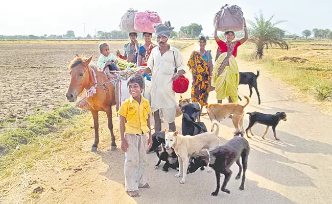 Dogs As Wedding dowry Tradition At Rajanna Sircilla district - Sakshi