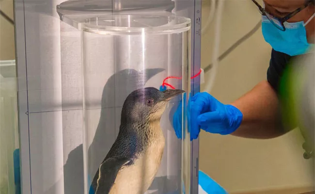 The Penguin Becomes The First In The World To Get An MRI Scan - Sakshi