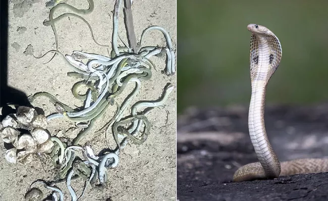35 Cobra Snakes In Annamaya District - Sakshi