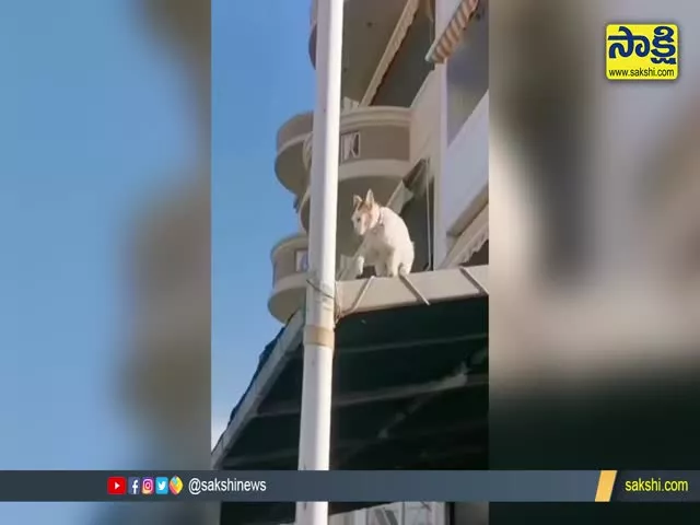Cat Carefully Hatches A Plan To Climb Down A Pole Video Goes Viral
