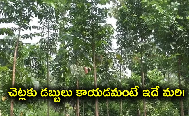 Mahogany trees can make you a rich person - Sakshi