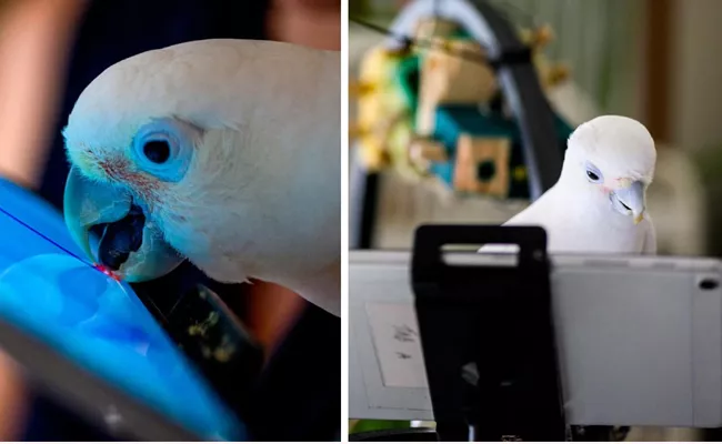 Parrots Learn To Video Call Each Other To Improve Socialization - Sakshi