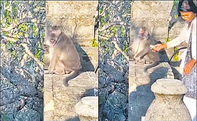 Monkey Snatches Mans Glasses, Gets Tricked By Woman  - Sakshi