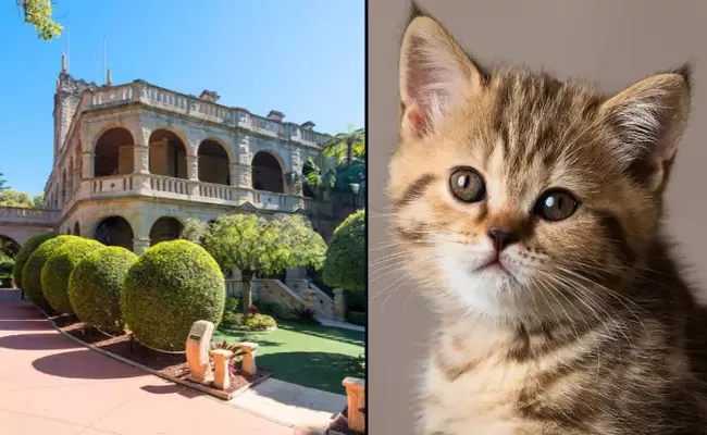 Care Taker Need For Cat In Australia Goes Viral - Sakshi