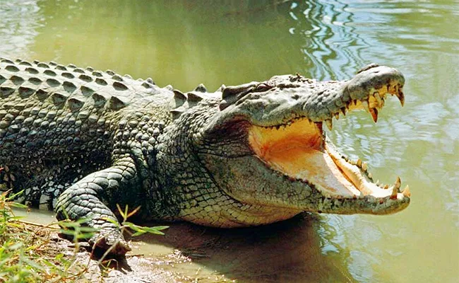 Crocodile Killed Teen Pulled Out Of Water Beaten To Death In Bihar - Sakshi
