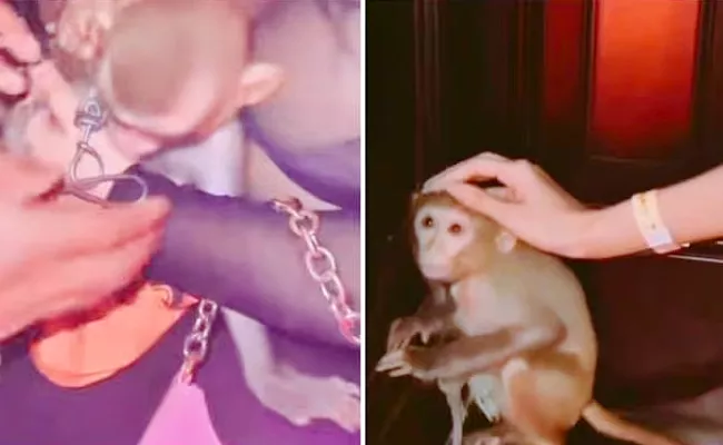 Kolkata Nightclub Under Fire After Chained Monkey Video Goes Viral - Sakshi