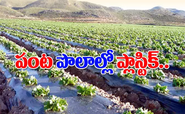 The Use Of Plastic In Agriculture Is Increasing With Mulching Sheets - Sakshi