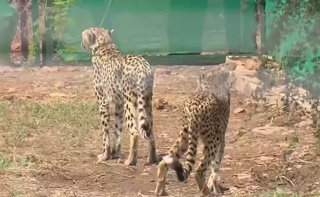 Namibian and South African Cheetahs Fight in Kuno National Park - Sakshi