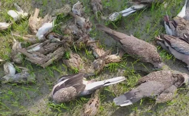 Thousands of Birds Fall Dead in Assams Jania Village - Sakshi