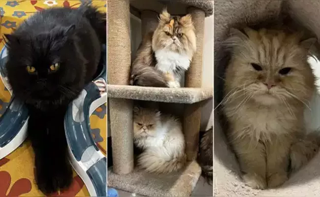 Woman Leaves Rs 2 Crore Estate To Her 7 Persian Cats - Sakshi