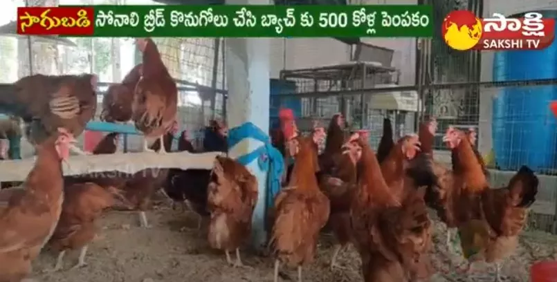 Sonali Breed Chicken Farming