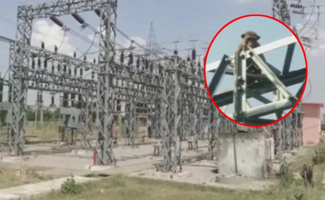 Monkey Shocked To Electricity Department In Jangaon District - Sakshi