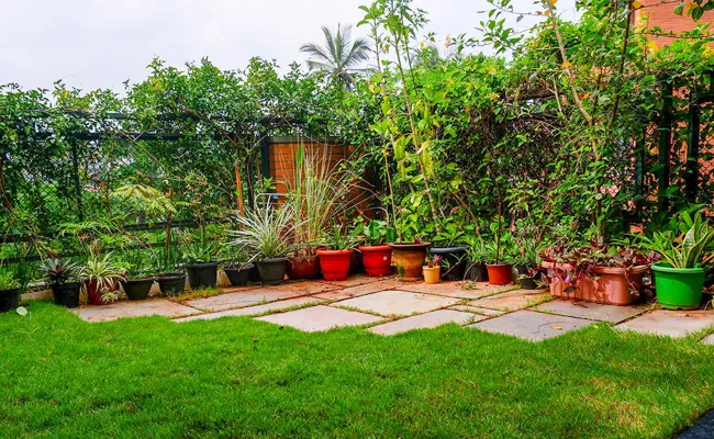 Sakshi Special Story on Terrace Gardening