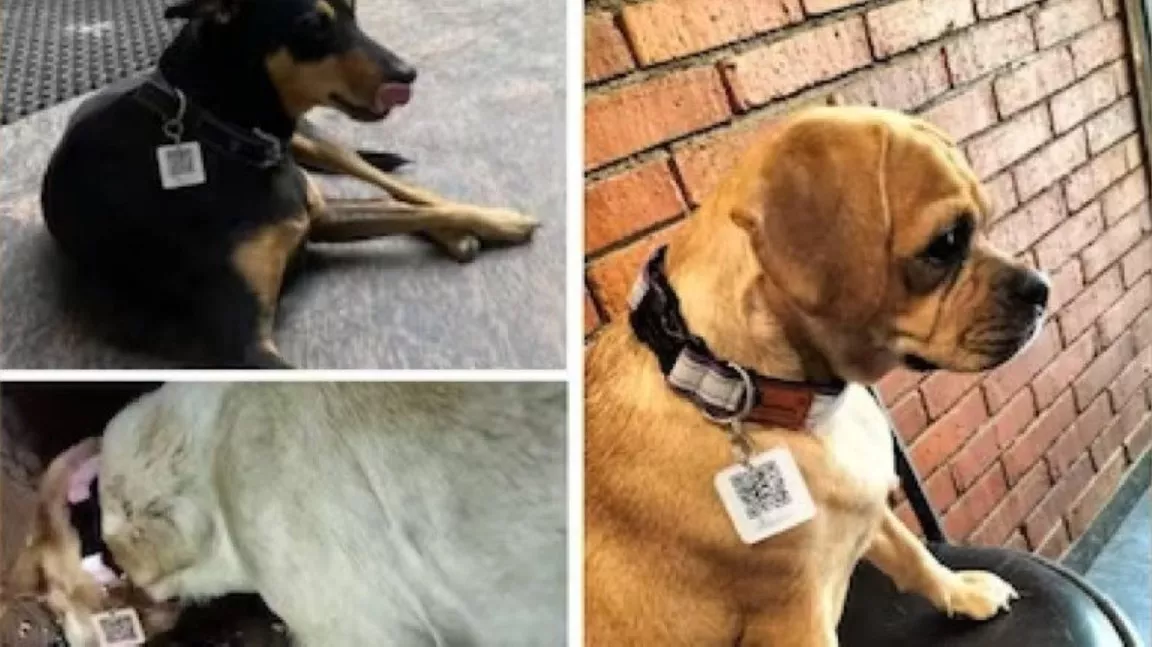 Mumbai Dogs Get Aadhaar Card For Easy Identification - Sakshi